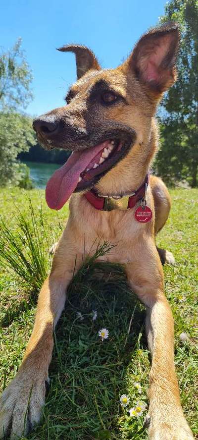 Schäferhund-Fans?-Beitrag-Bild