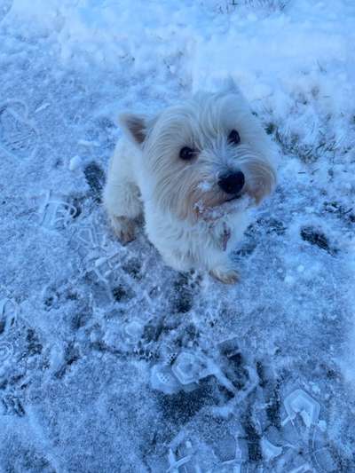 Seltene Rassen!-Beitrag-Bild