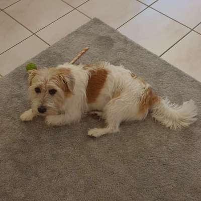 Hundetreffen-Gassi oder Sportrunde