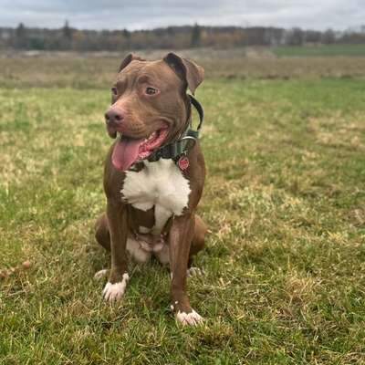 aktuelles Foto Gruppe American Bully XL / American Staffordshire Terrier