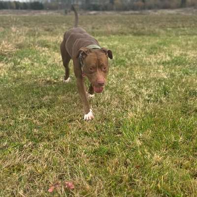 Hundetreffen-Hundebegegnungen üben-Bild