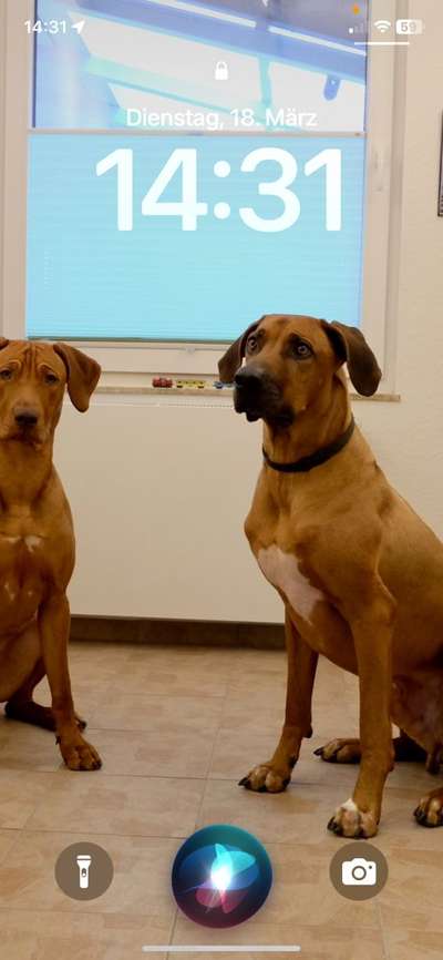 Hundetreffen-Trainieren Hundebegegnung-Bild