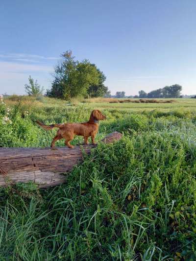 Die Dogorama Kalender Challenge Titelbild-Beitrag-Bild