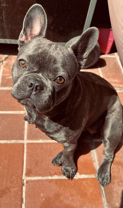 Französische Bulldoggen-Beitrag-Bild