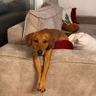 Hundetreffen-Alex sucht neue Bekanntschaften🐶-Bild