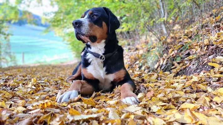 Große Schweizer Sennenhunde-Beitrag-Bild