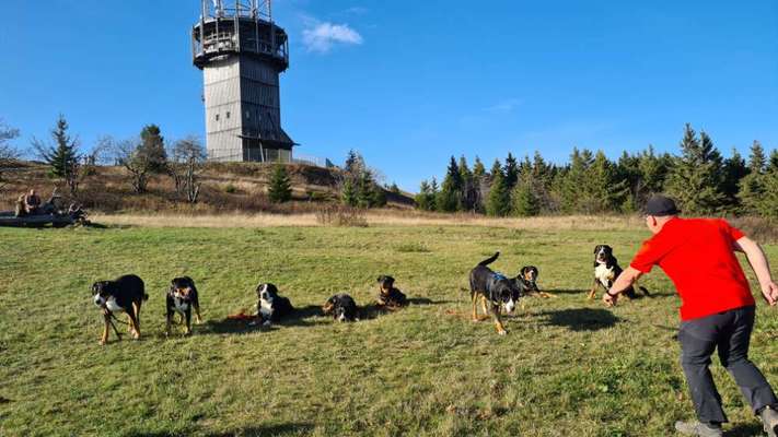 Große Schweizer Sennenhunde-Beitrag-Bild