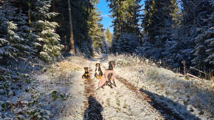 Hundetreffen-Wanderhunderunden Steinbach-Hallenberg / Schmalkalden-Bild