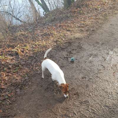 Hundetreffen-Jack Russel Freunde öjendorfer see-Bild