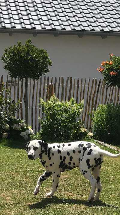 Hund macht Maschendrahtzaun kaputt-Beitrag-Bild