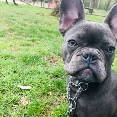 Hundetreffen-Junghunde treffen ab 10 Monaten-Profilbild