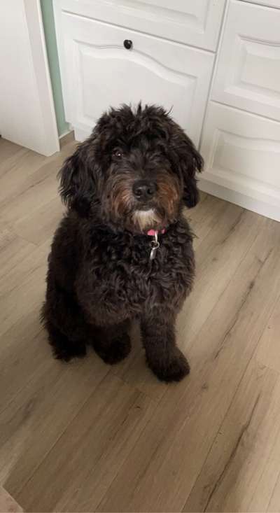 Labradoodle gesucht-Beitrag-Bild
