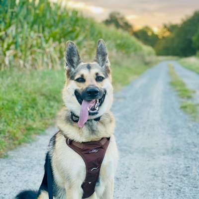 Hundetreffen-Gemeinsame Spaziergänge-Bild