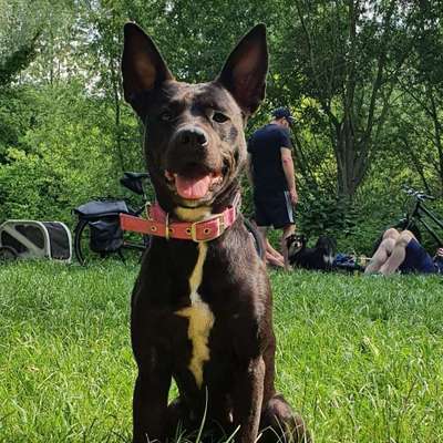 Hundetreffen-Spiel - und Gassipartner gesucht-Bild