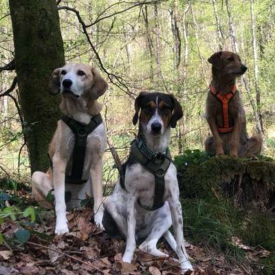 %{de_profession_title}-Hundetraining 
Ein starkes Team-Bild