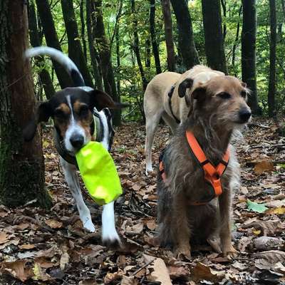 Giftköder-Hundetraining 
Ein starkes Team-Bild