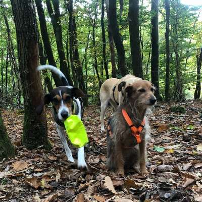 %{de_profession_title}-Hundetraining 
Ein starkes Team-Bild