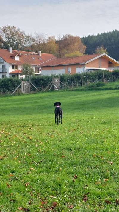 Giftköder-Anti-Jagd-Tage-Bild