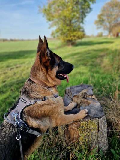 Giftköder-Vortrag - Was braucht mein Hund-Bild