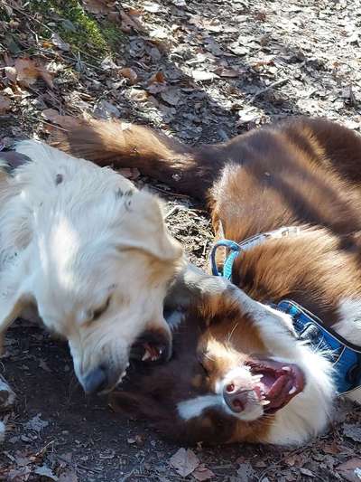 Giftköder-Seminar - Ausdrucksverhalten des Hundes-Bild