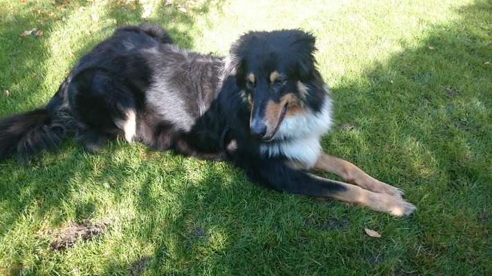 Unsere Fellnasen im Regenbogenland-Beitrag-Bild