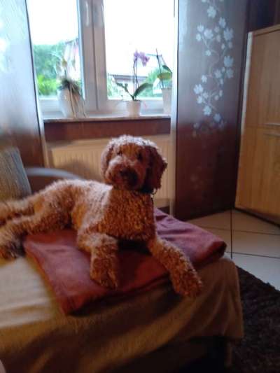 Alles rund um den Pudel-Beitrag-Bild