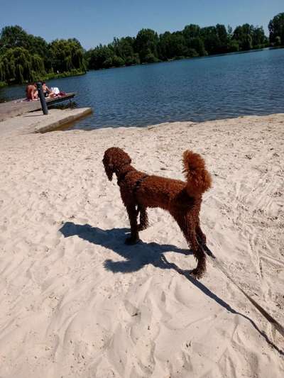 Dogorama-Monats-Challenge-Mai "Wasser"-Beitrag-Bild