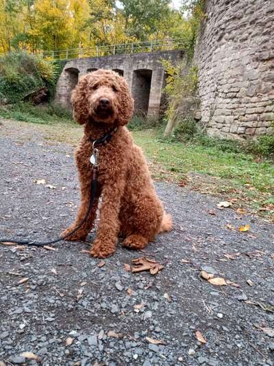 Hunde im Urlaub-Beitrag-Bild