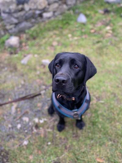 Hundetreffen-Gemeinsames spazieren/Sozialkontakt 🐕🐾-Bild