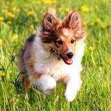 Hundeschulen-Gabis Hundeschule-Bild