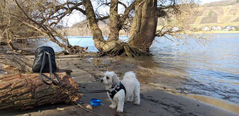 Dogorama-Monats-Challenge-Mai "Wasser"-Beitrag-Bild