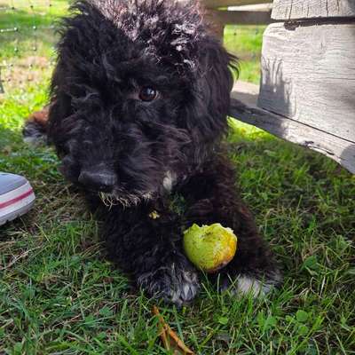 Hundetreffen-Welpentreffen/Junghunde/Gassi-Bild
