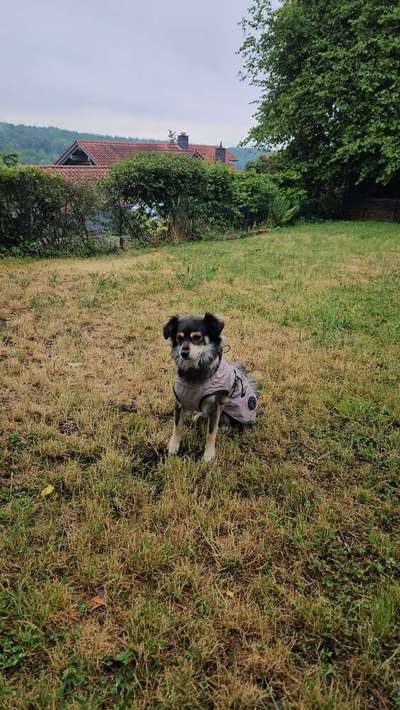 Hundetreffen-Hundefreunde Gesucht-Bild