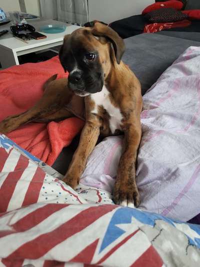 Deutsche Boxer-Beitrag-Bild