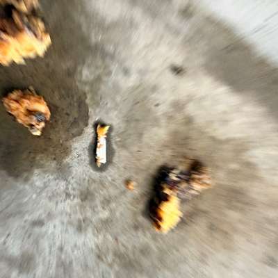 Giftköder-Köder mit Klingen-Bild