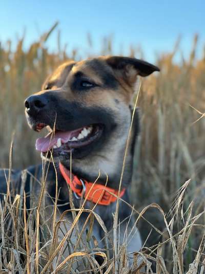 Hunde Porträt (Portrait) Galerie....-Beitrag-Bild