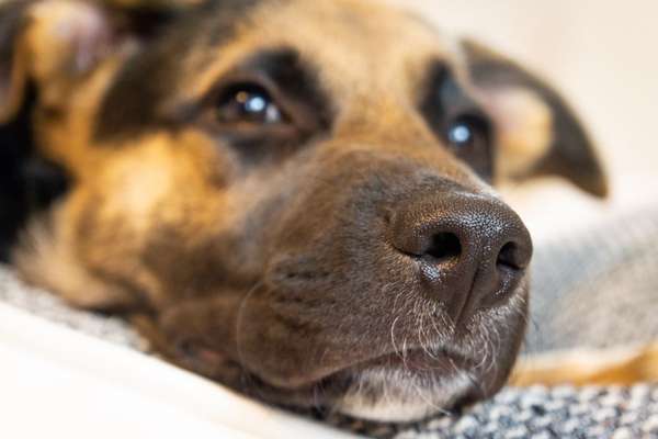 Hunde Porträt (Portrait) Galerie....-Beitrag-Bild