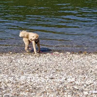 Hundetreffen-Gassirunde-Bild