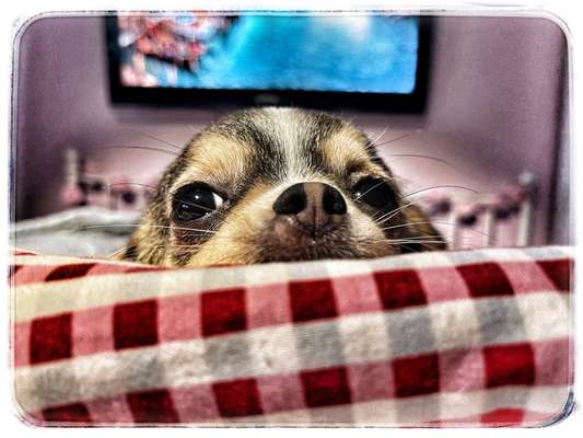 CHALLENGE NR. 19 - Der Hundeblick-Beitrag-Bild