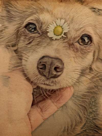 Der Hund als Cartoon-Beitrag-Bild