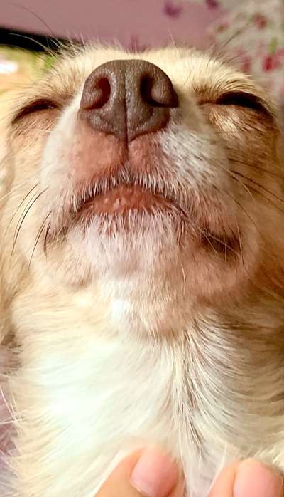 CHALLENGE NR. 19 - Der Hundeblick-Beitrag-Bild