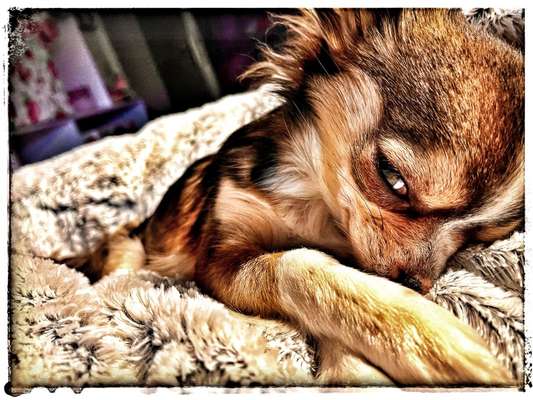 Der Hund als Cartoon-Beitrag-Bild