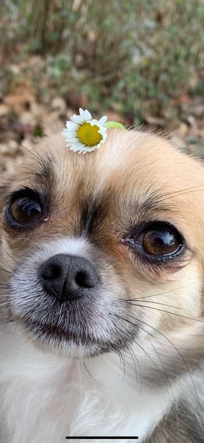 CHALLENGE NR. 19 - Der Hundeblick-Beitrag-Bild