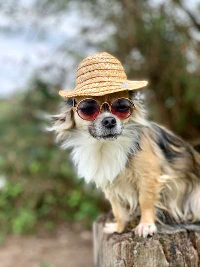 Foto's und Hundemodels-Beitrag-Bild