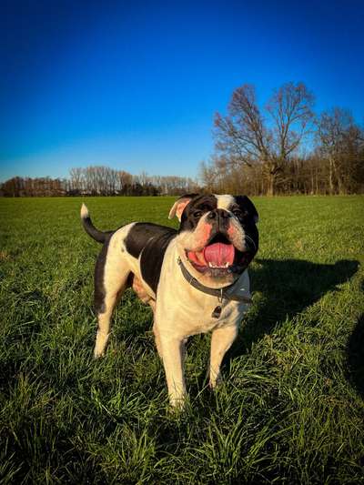 Sind  hier noch andere American Bulldog Leute-Beitrag-Bild