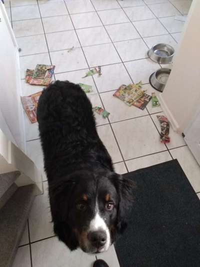 Die Dogorama Kalender Challenge Titelbild-Beitrag-Bild