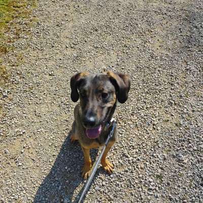 Hundetreffen-Gemütliche Gassirunde & Hunde Freundschaften Knüpfen-Bild