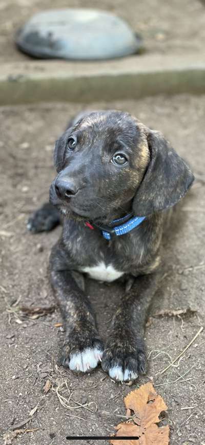 Welpen Bilder !-Beitrag-Bild