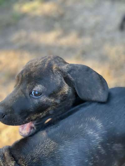 Welpen Bilder !-Beitrag-Bild