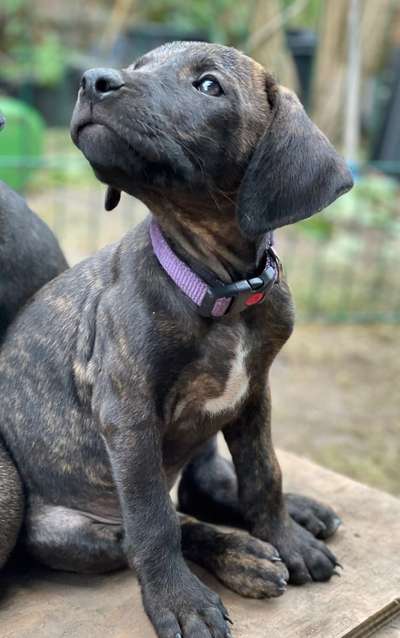 Welpen Bilder !-Beitrag-Bild